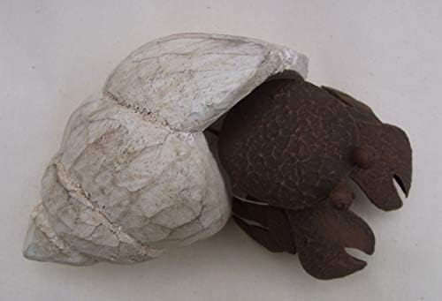 Unique Henry the Hermit Crab Ornament by Shoeless Joe for Aquariums