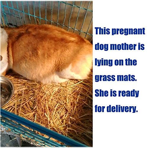 Grass Mat for Small AnimalsPacked with Gritty Goodness