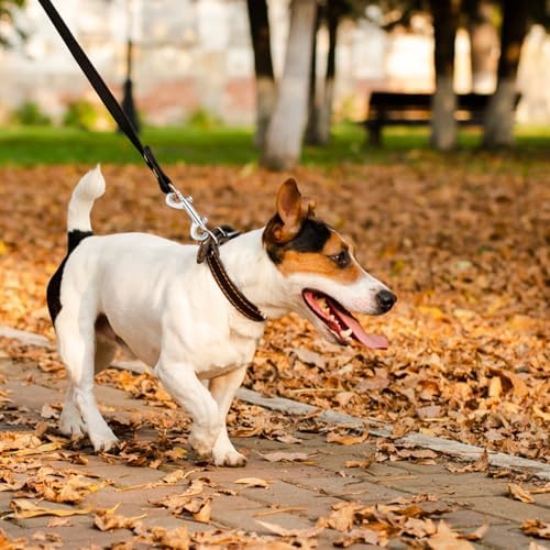 Secure Dog Leash Hook