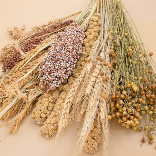Hamster Grain Ear Florian Bedding Eco-Friendly Habitat Decor