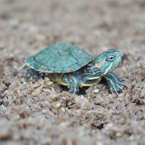 Intense Moisture for Turtles Super 2QT Sphagnum Substrate by Begeterday