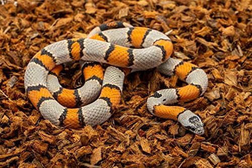 ReptiChip Premium Coconut Substrate 72 Quart relebe Reptile Bedding for Varies