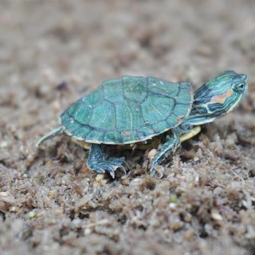 Intense Moisture for Turtles Super 2QT Sphagnum Substrate by Begeterday