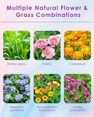 Bissap Flower Bed