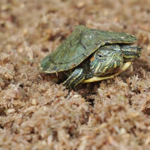 Intense Moisture for Turtles Super 2QT Sphagnum Substrate by Begeterday